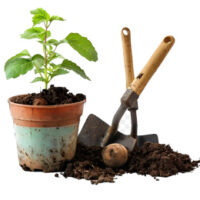 بذرگل-و-نهال گل و درخت بذر کود گل-گیاه-سلداشاپ سلداآنلاین_شاپ فروشگاه_سلدا