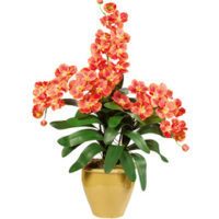 گل-و-نهال گل و درخت بذر کود گل-گیاه-سلداشاپ سلداآنلاین_شاپ فروشگاه_سلدا