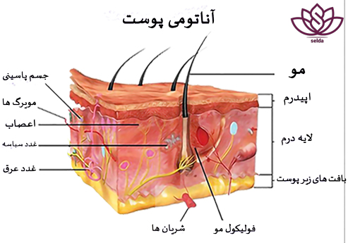 پوست و مراقبت‌ از آن|آموزش لایه های مختلف پوست|آناتومی پوست|انواع لایه های پوست|پوست و مراقبت از آن|پوست|پزشکی|سلدا|سلدا شاپ
