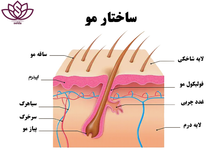 مو ومراقبت از آن|ساقه مو | ریشه مو | ساختار مو |سلدا شاپ |مو ومراقبت از آن | پیاز مو | فولیکول مو | سلدا پزشکی
